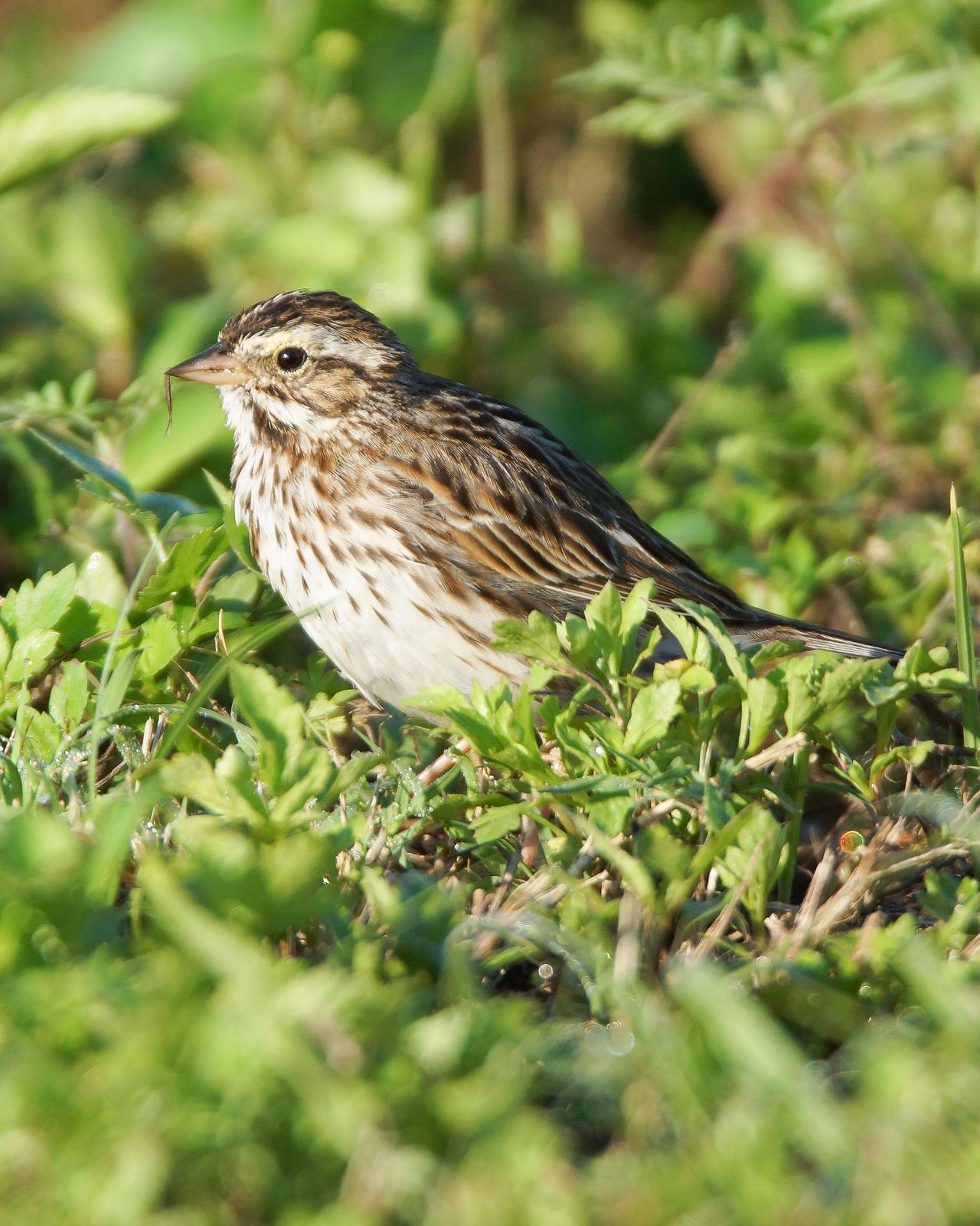Savannah Sparrow Photo by Steve Percival
