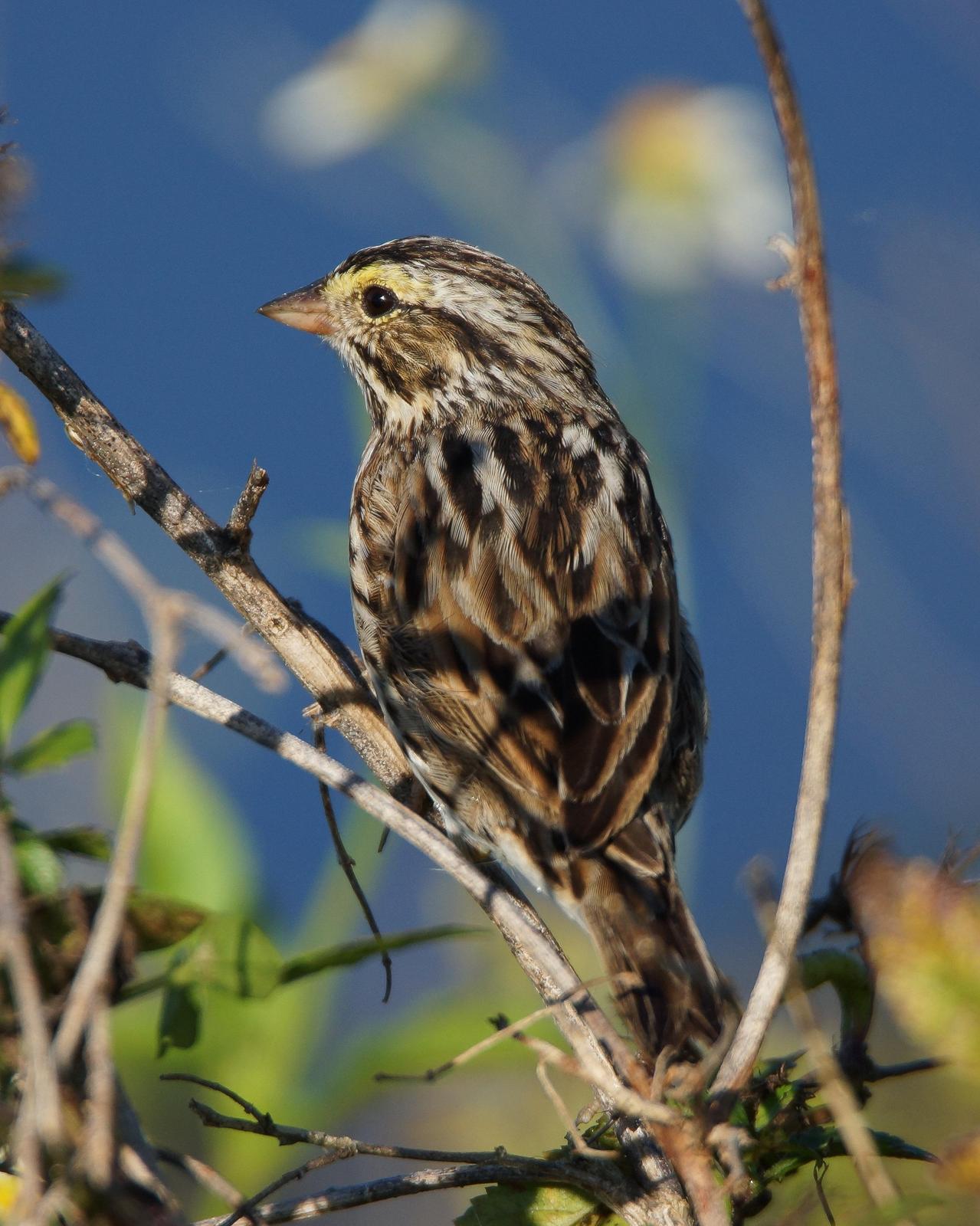 Savannah Sparrow Photo by Steve Percival