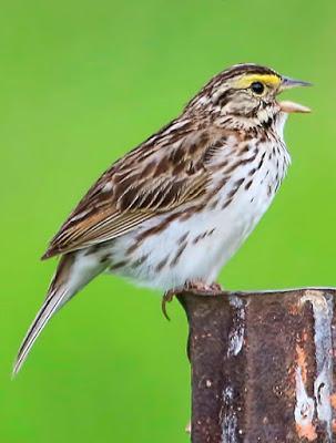 Savannah Sparrow Photo by Dan Tallman