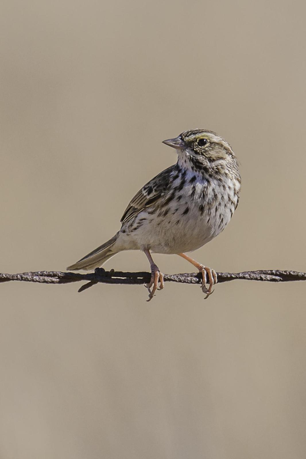 Savannah Sparrow Photo by Mason Rose