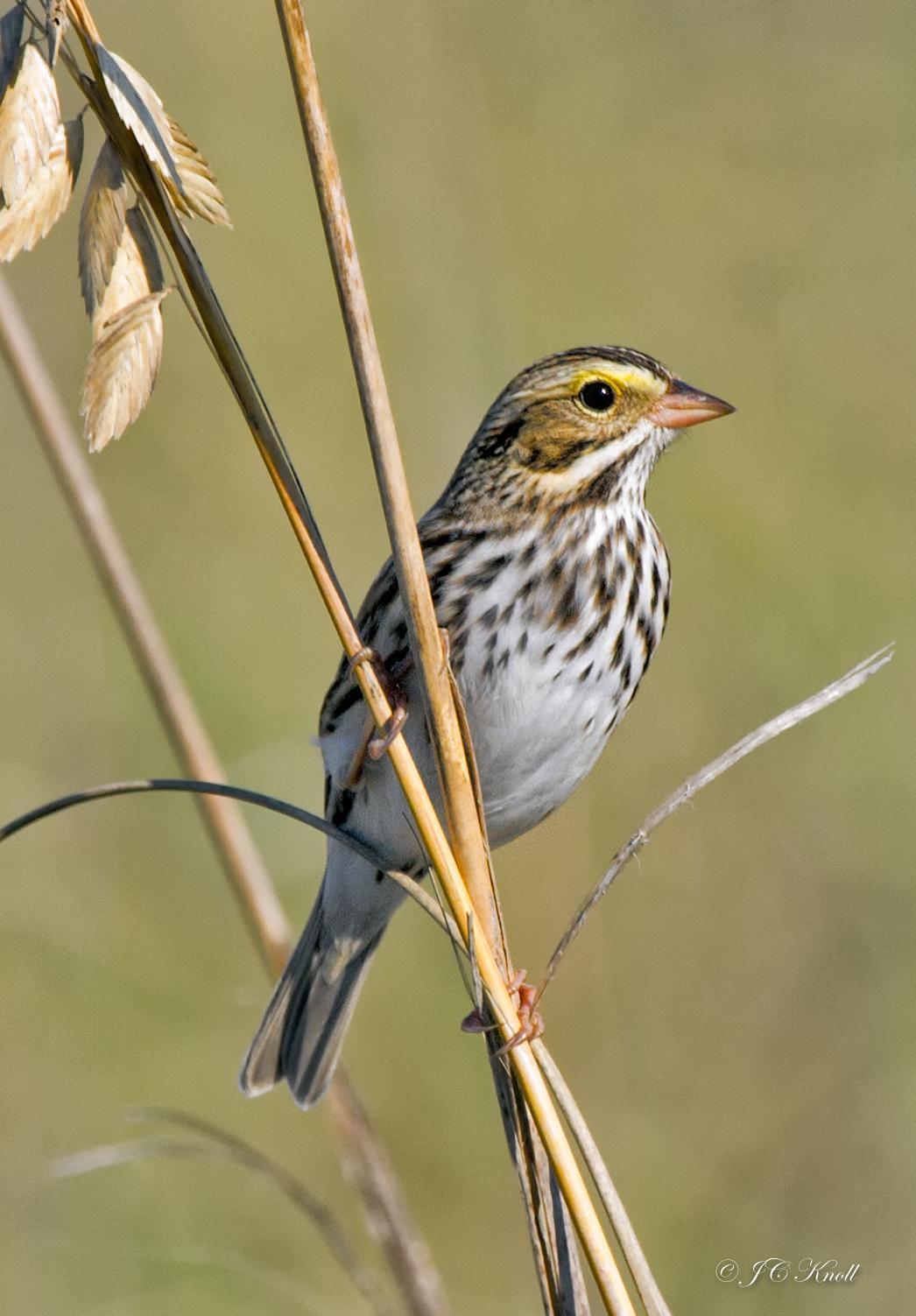 Savannah Sparrow Photo by JC Knoll