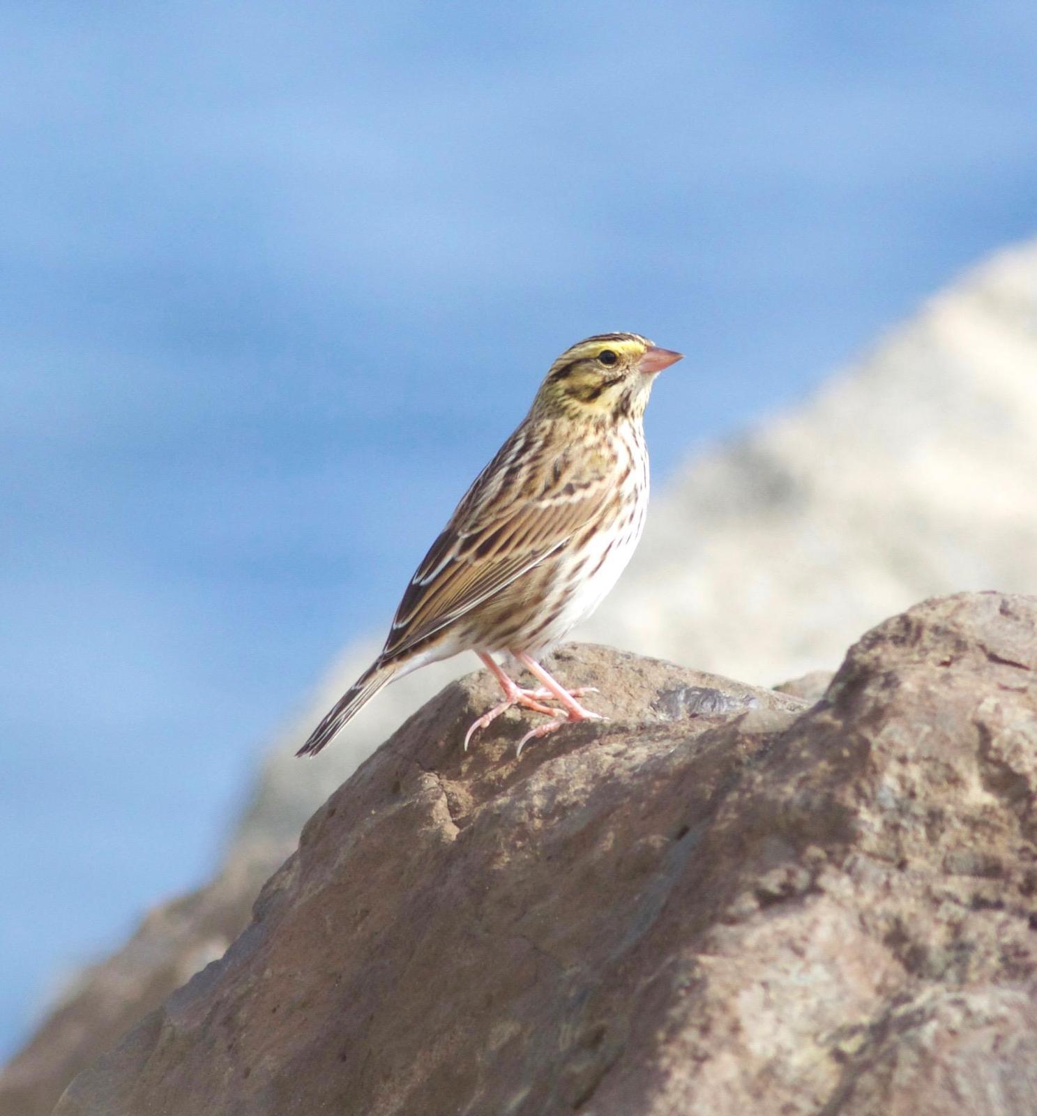Savannah Sparrow Photo by Kathryn Keith