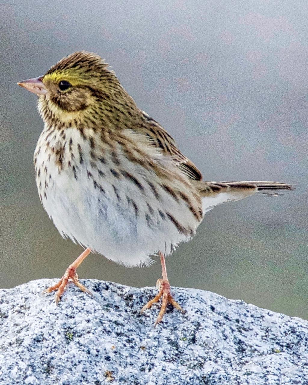 Savannah Sparrow Photo by Brian Avent
