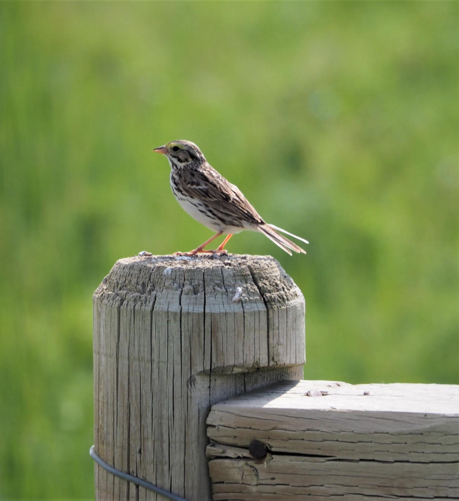Savannah Sparrow Photo by Colin Hill