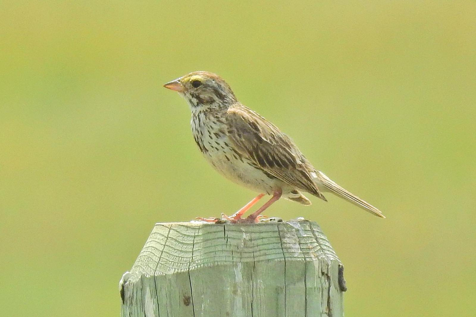 Savannah Sparrow Photo by Enid Bachman