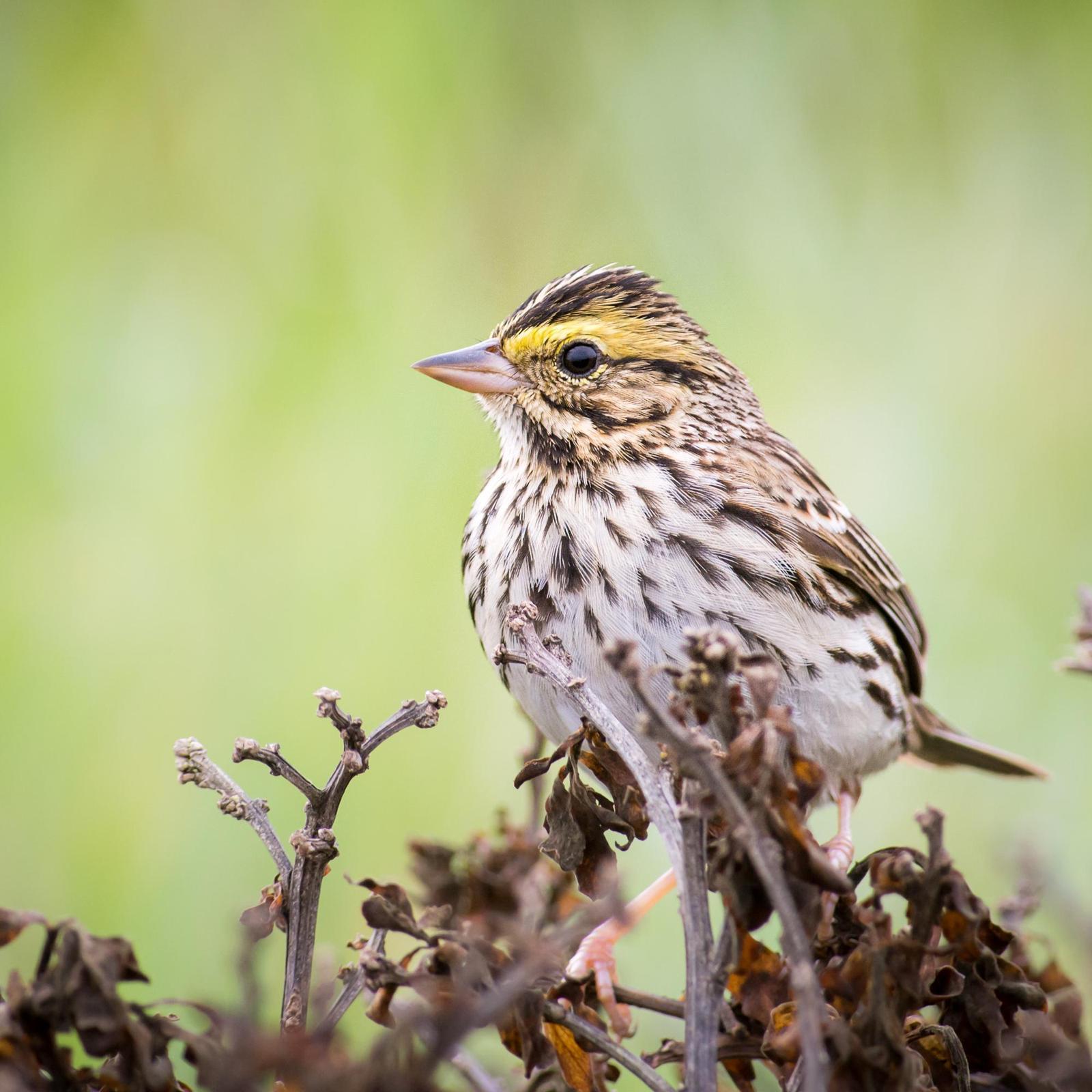 Savannah Sparrow Photo by Jesse Hodges