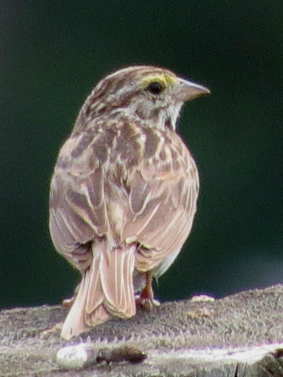 Savannah Sparrow (Eastern) Photo by Kent Jensen