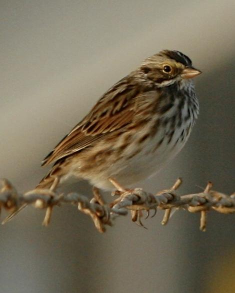 Savannah Sparrow (Eastern) Photo by Oscar Johnson