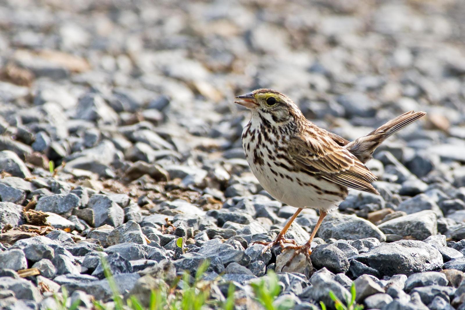 Savannah Sparrow (Eastern) Photo by Rob Dickerson