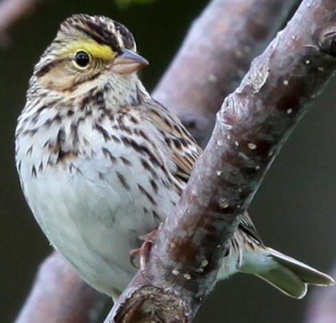 Savannah Sparrow (Eastern) Photo by Lucy Wightman