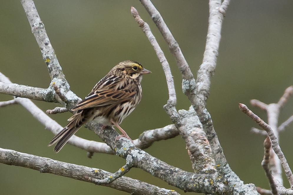 Savannah Sparrow (Eastern) Photo by Gerald Hoekstra