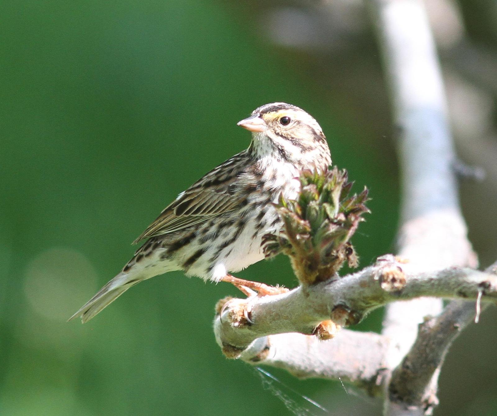 Savannah Sparrow (Eastern) Photo by Demayne Murphy