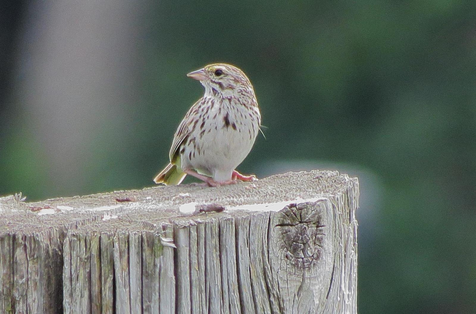 Savannah Sparrow (Eastern) Photo by Kent Jensen