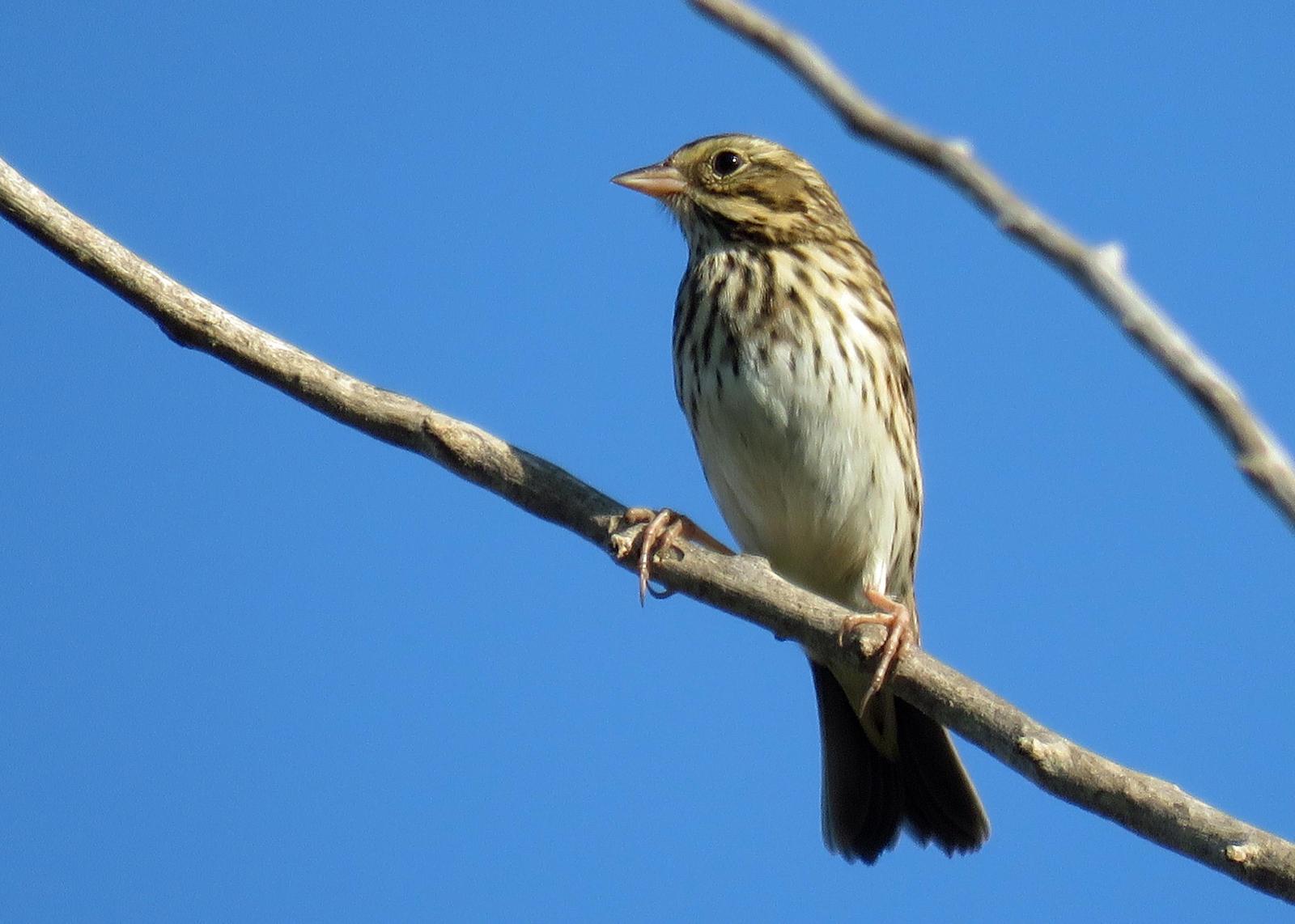 Savannah Sparrow (Eastern) Photo by Kelly Preheim