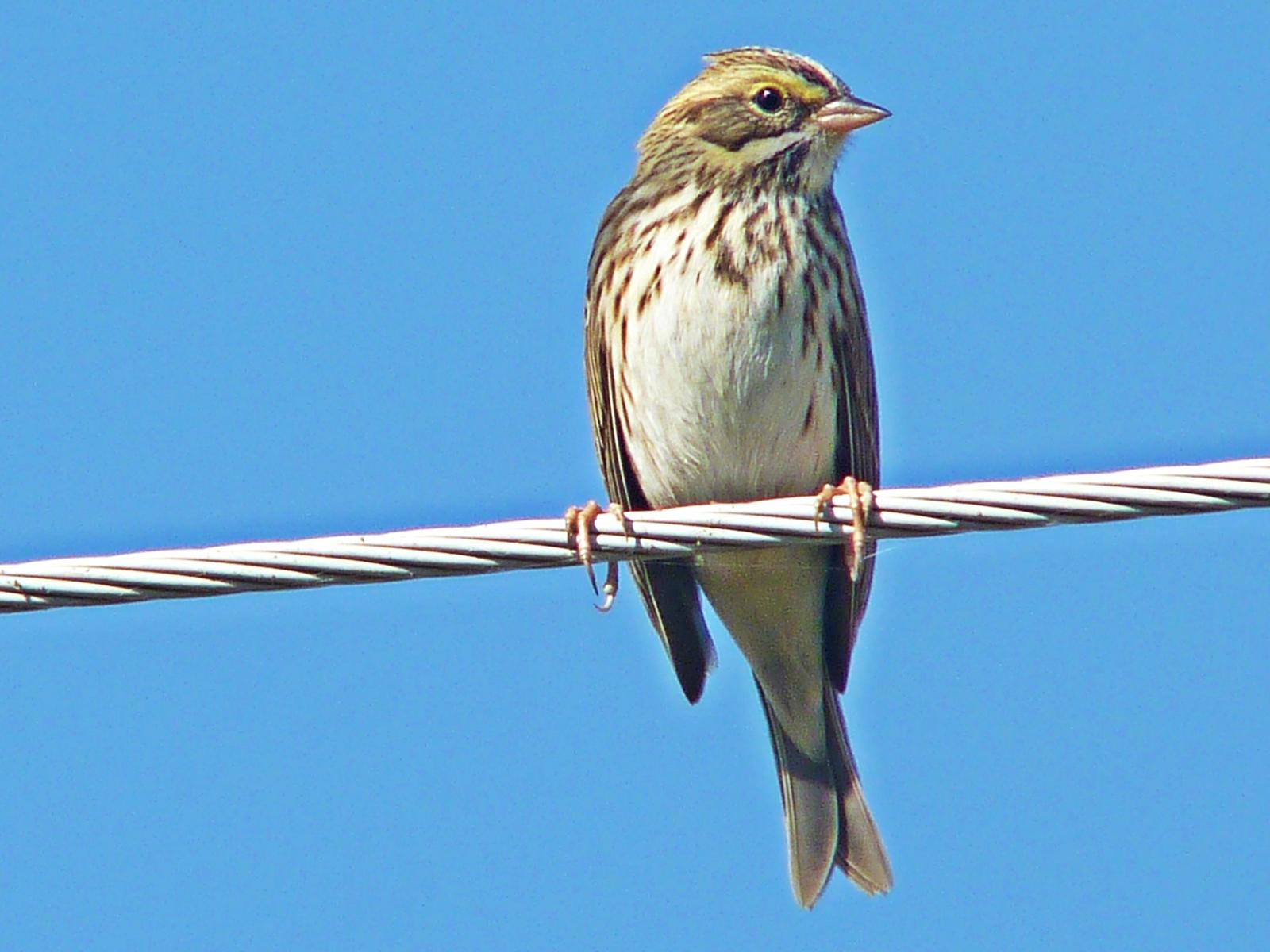 Savannah Sparrow (Ipswich) Photo by Bob Neugebauer