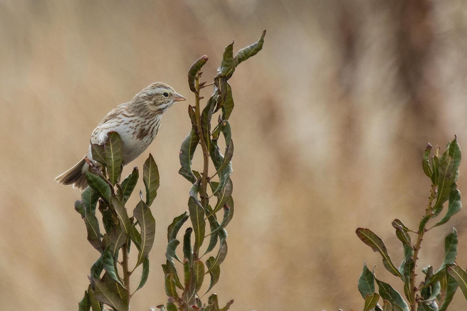 Savannah Sparrow (Ipswich) Photo by J.B. Churchill