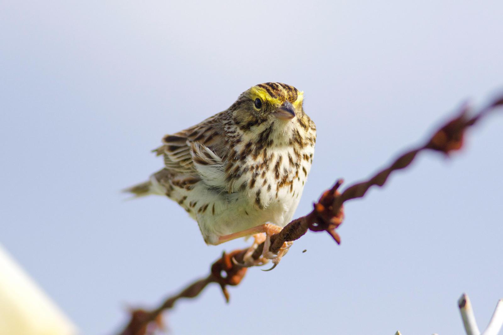 Savannah Sparrow (Western) Photo by Tom Ford-Hutchinson