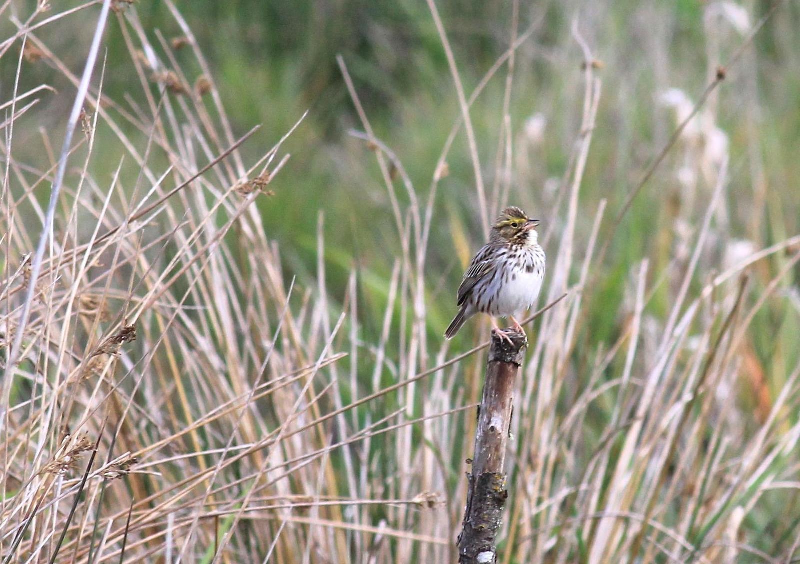 Savannah Sparrow (Western) Photo by Kathryn Keith
