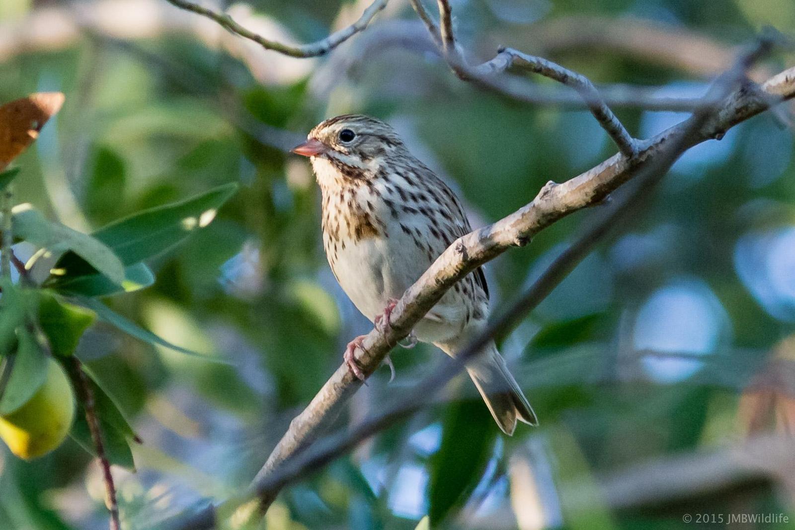 Savannah Sparrow (Western) Photo by Jeff Bray