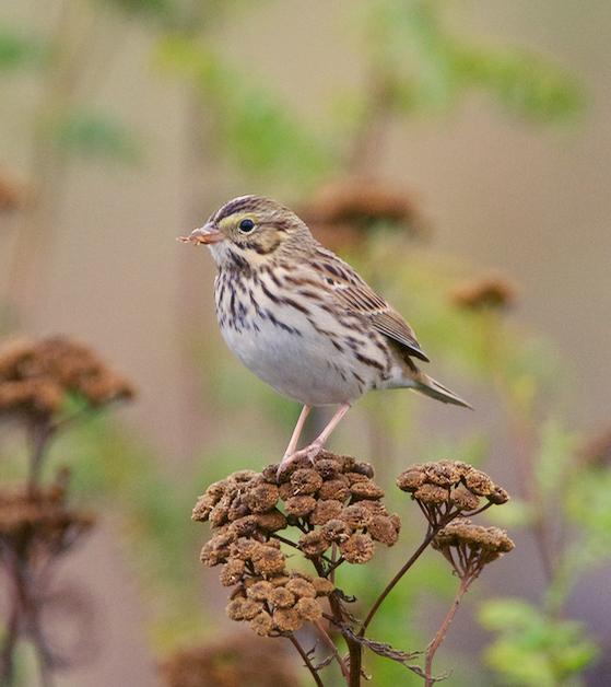 Savannah Sparrow (Western) Photo by Brian Avent