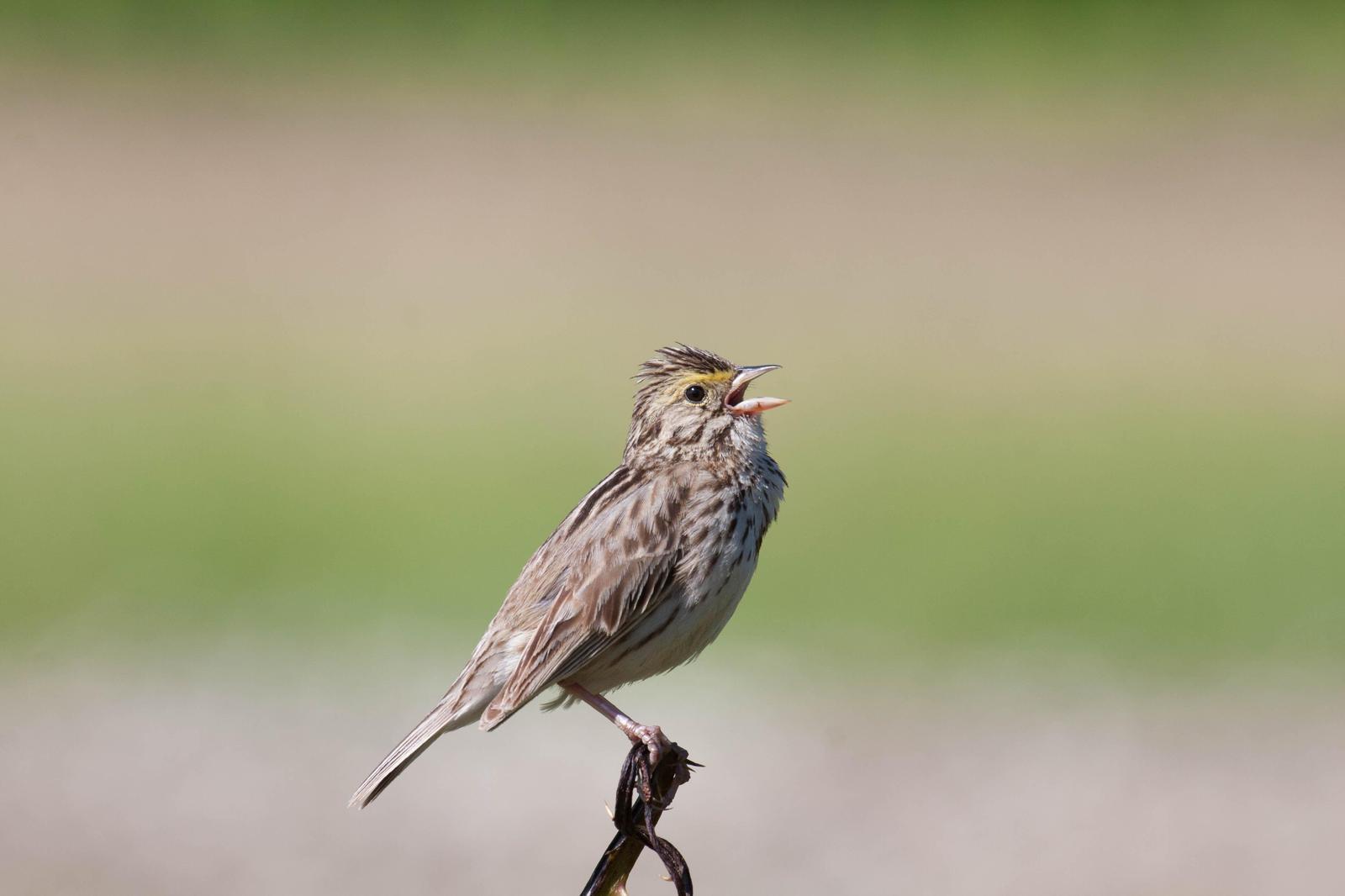 Savannah Sparrow (Western) Photo by Tom Shreve