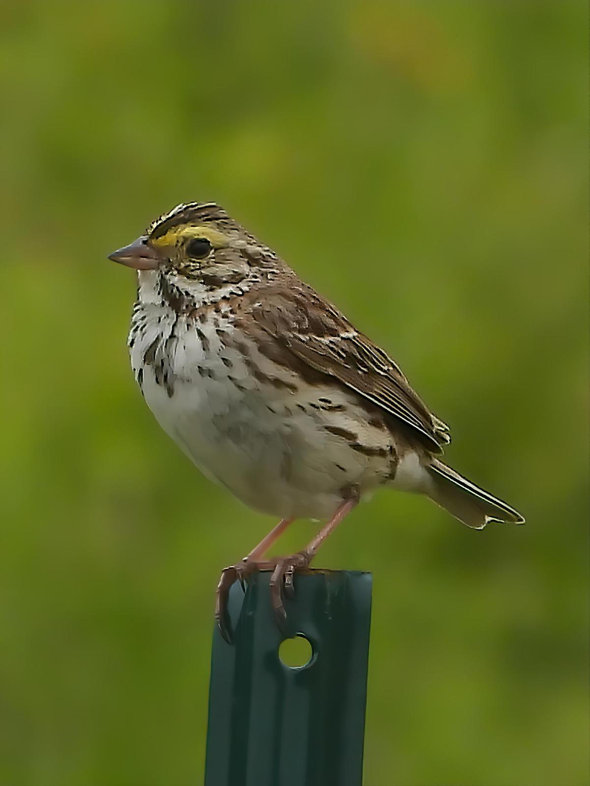 Savannah Sparrow (Western) Photo by Dan Tallman