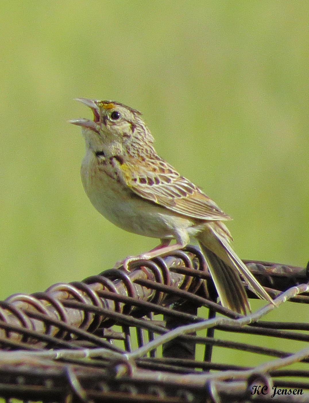 Grasshopper Sparrow Photo by Kent Jensen