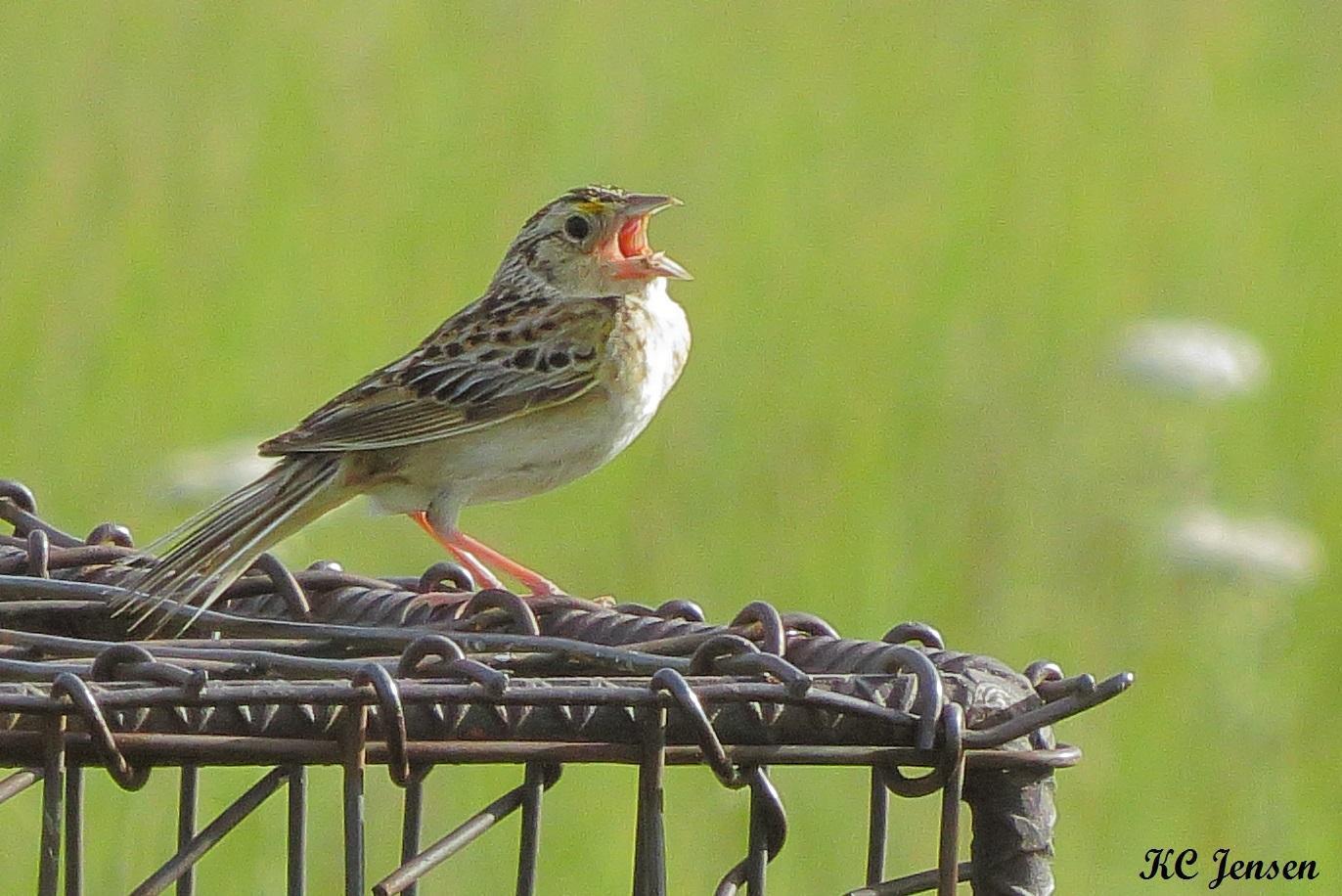 Grasshopper Sparrow Photo by Kent Jensen