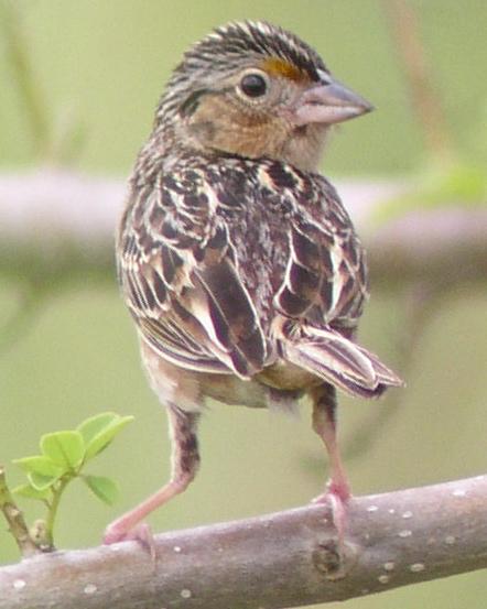 Grasshopper Sparrow Photo by Richard C. Hoyer