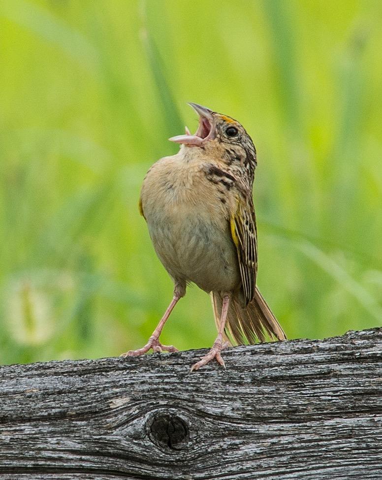 Grasshopper Sparrow Photo by Pete Myers