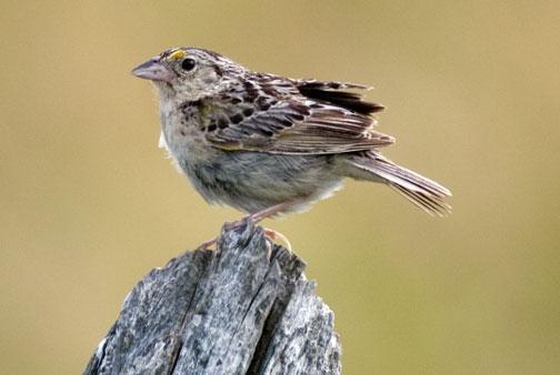 Grasshopper Sparrow Photo by Dan Tallman