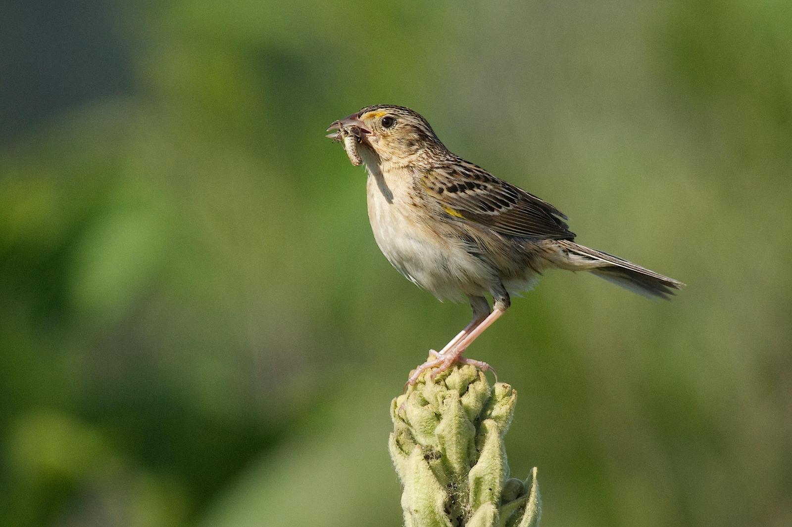 Grasshopper Sparrow Photo by Gerald Hoekstra