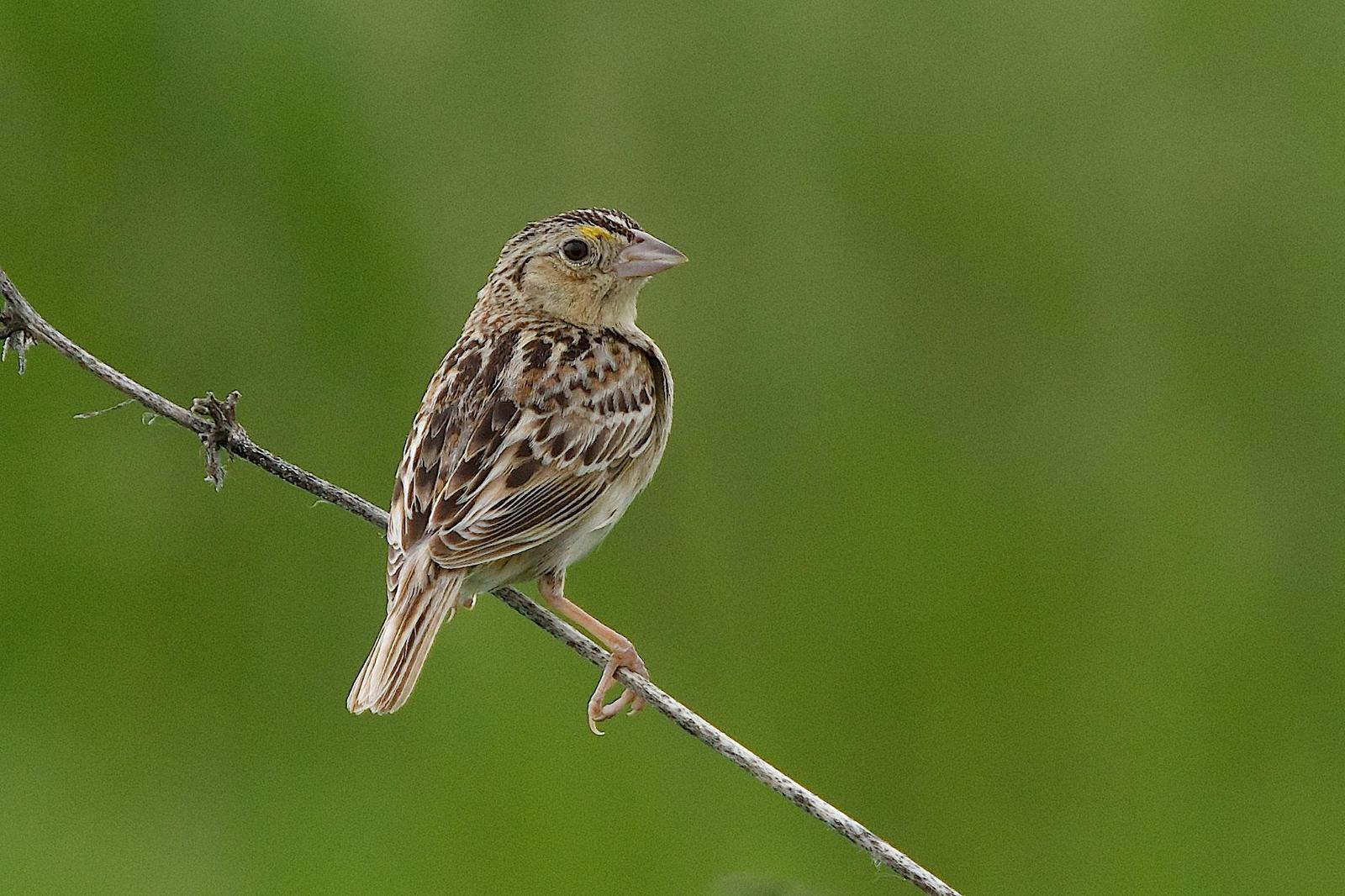 Grasshopper Sparrow Photo by Gerald Hoekstra