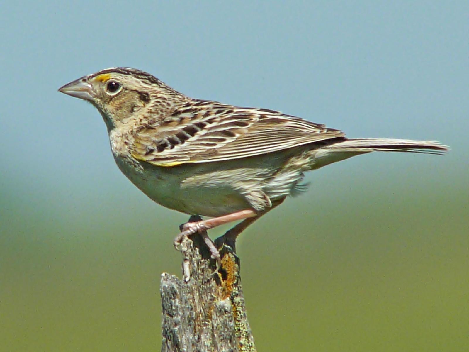 Grasshopper Sparrow Photo by Bob Neugebauer