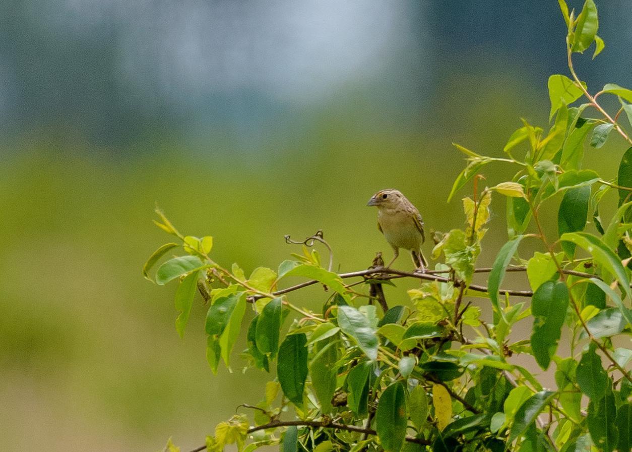 Grasshopper Sparrow Photo by Keshava Mysore