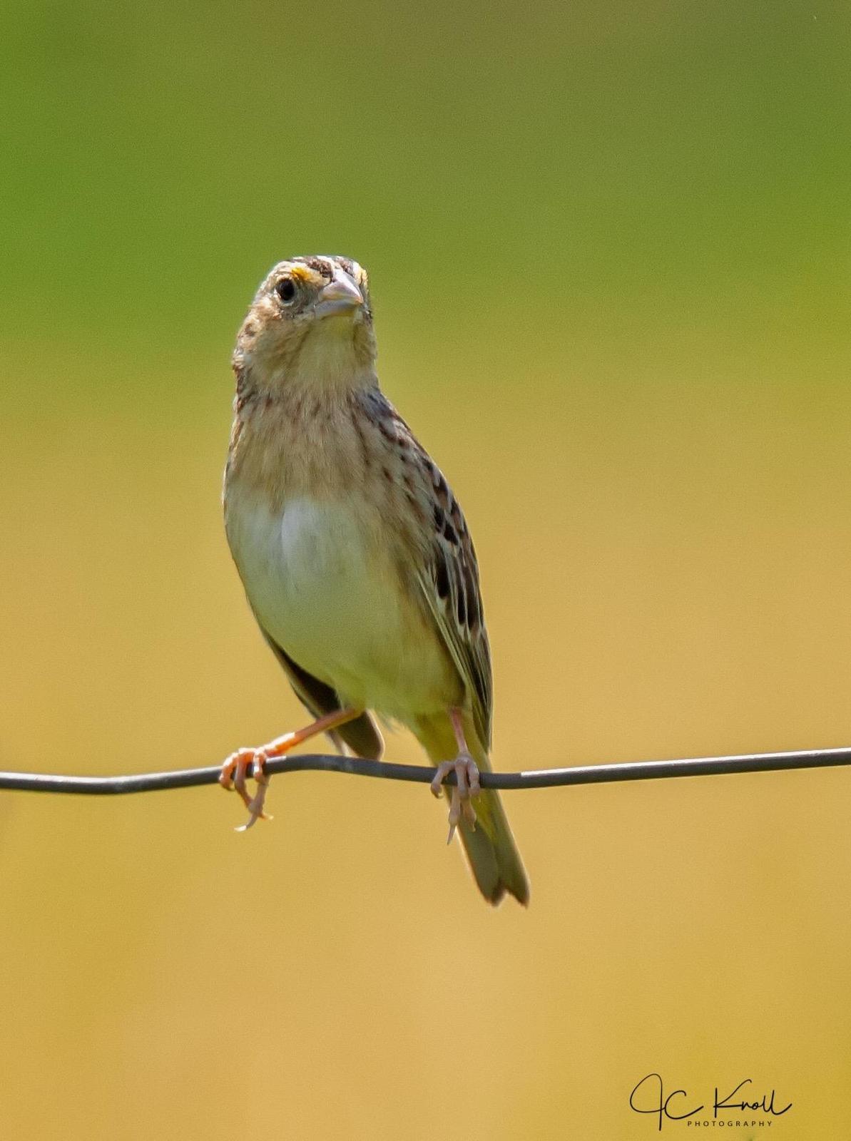 Grasshopper Sparrow Photo by JC Knoll
