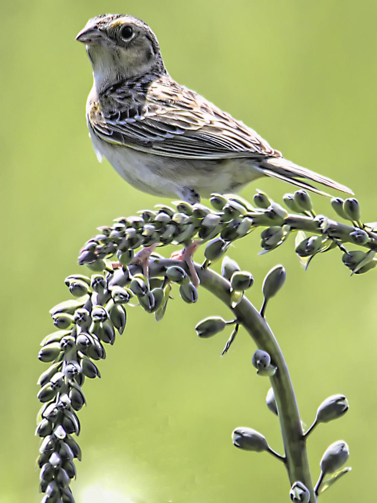 Grasshopper Sparrow Photo by Dan Tallman