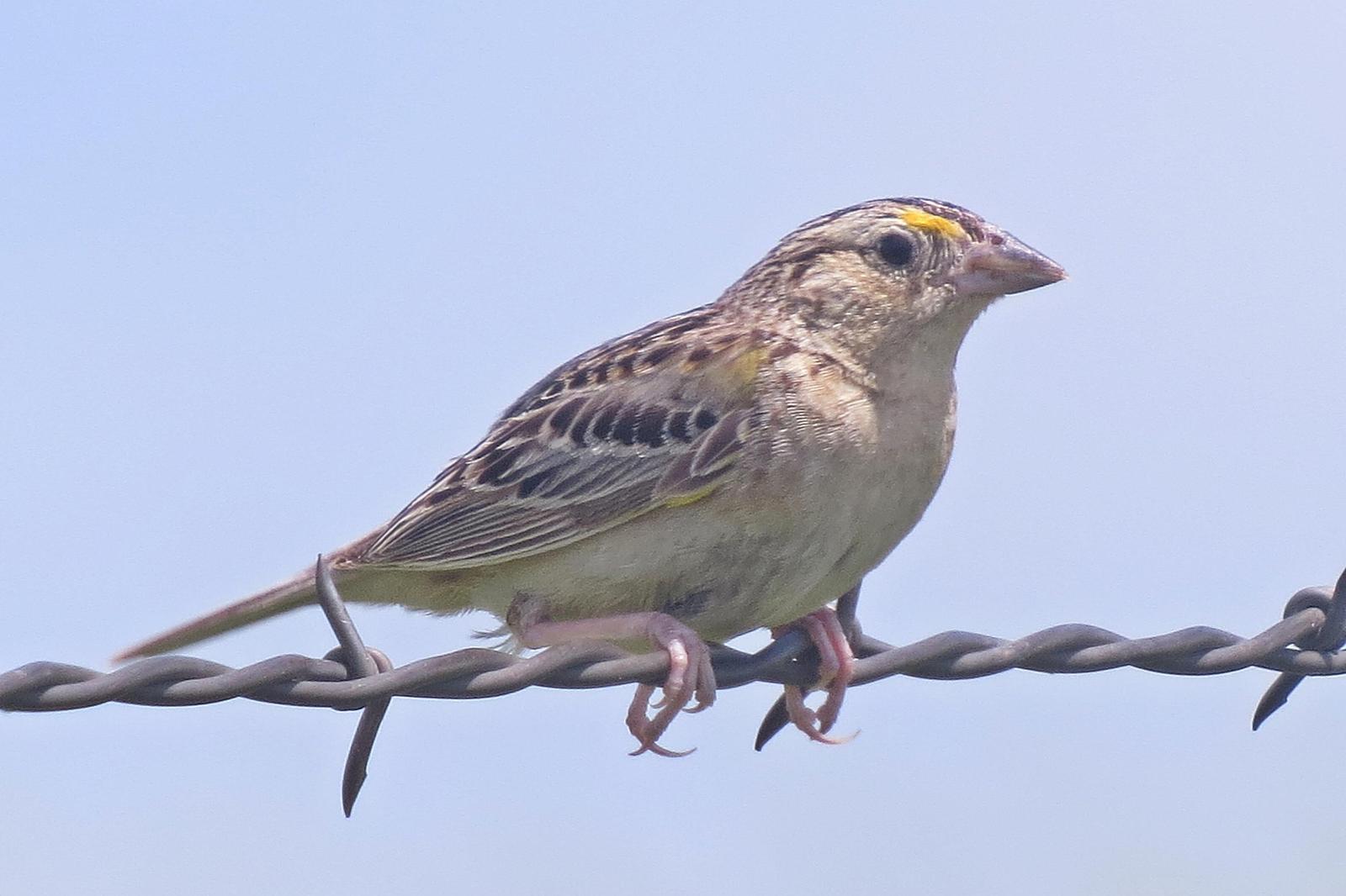 Grasshopper Sparrow Photo by Enid Bachman