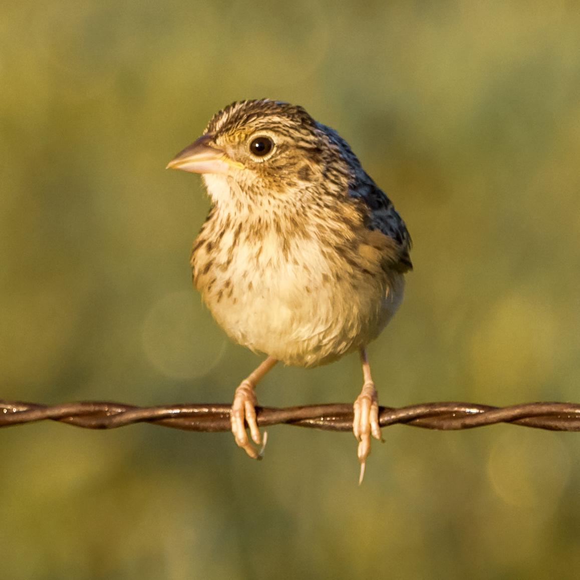 Grasshopper Sparrow Photo by Tom Gannon