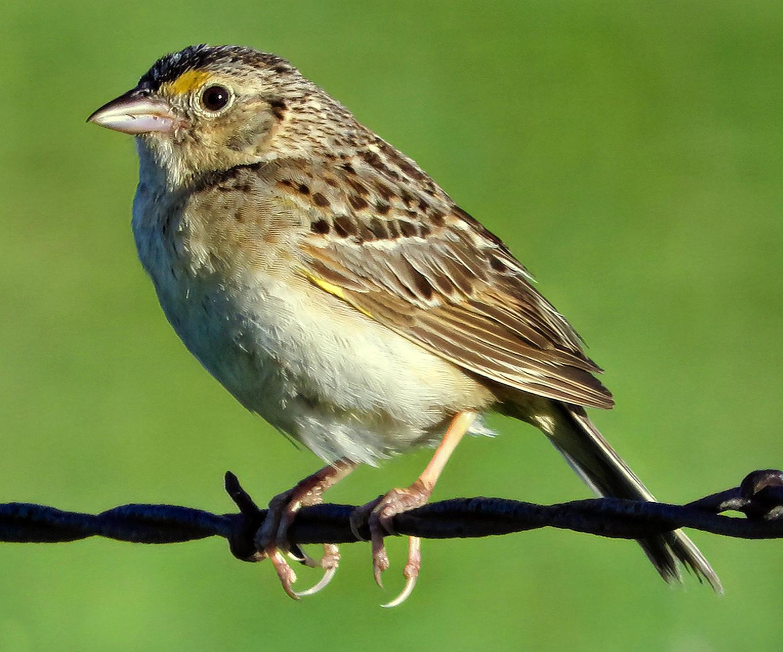 Grasshopper Sparrow Photo by Bob Neugebauer
