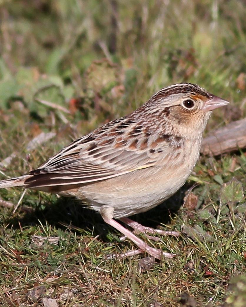 Grasshopper Sparrow Photo by Mark Scheel