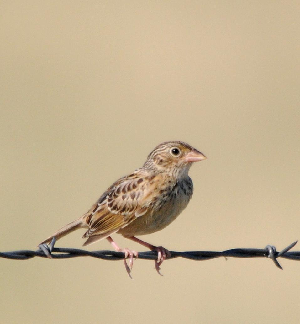 Grasshopper Sparrow Photo by Steven Mlodinow