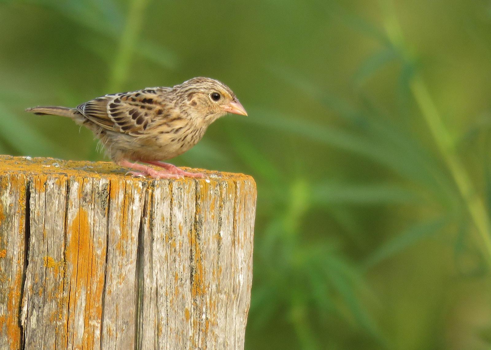 Grasshopper Sparrow Photo by Kelly Preheim