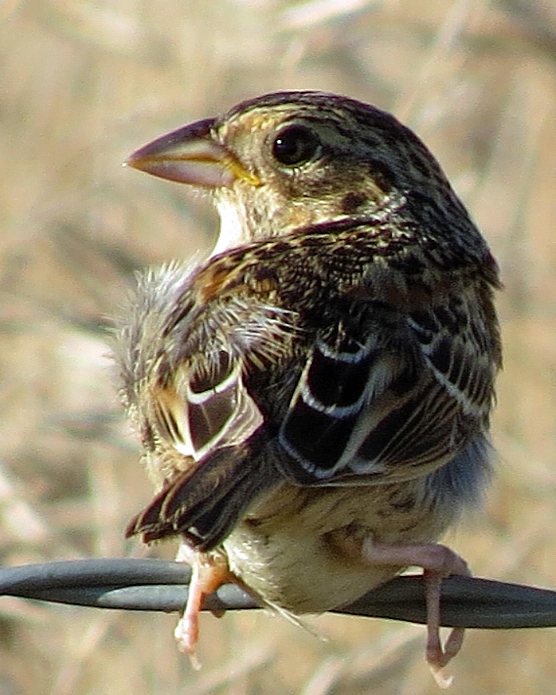 Grasshopper Sparrow Photo by Kelly Preheim