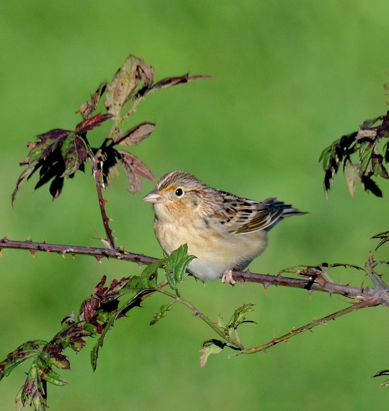 Grasshopper Sparrow (Western) Photo by Steven Mlodinow