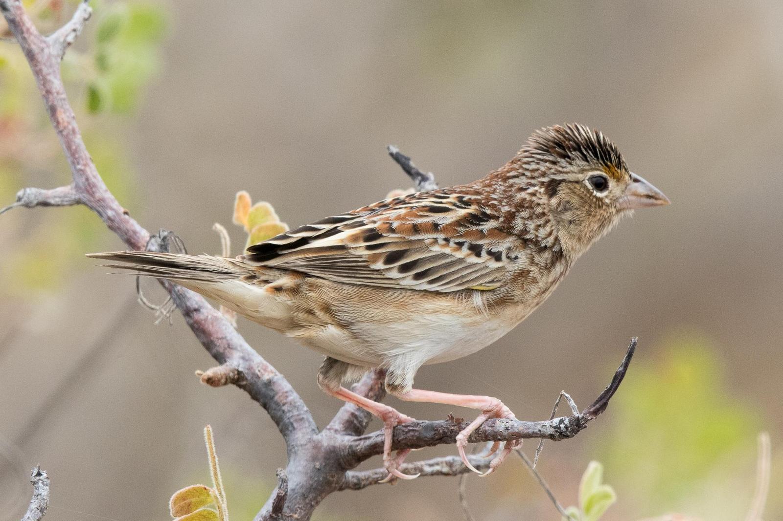 Grasshopper Sparrow (Western) Photo by Morgan Edwards