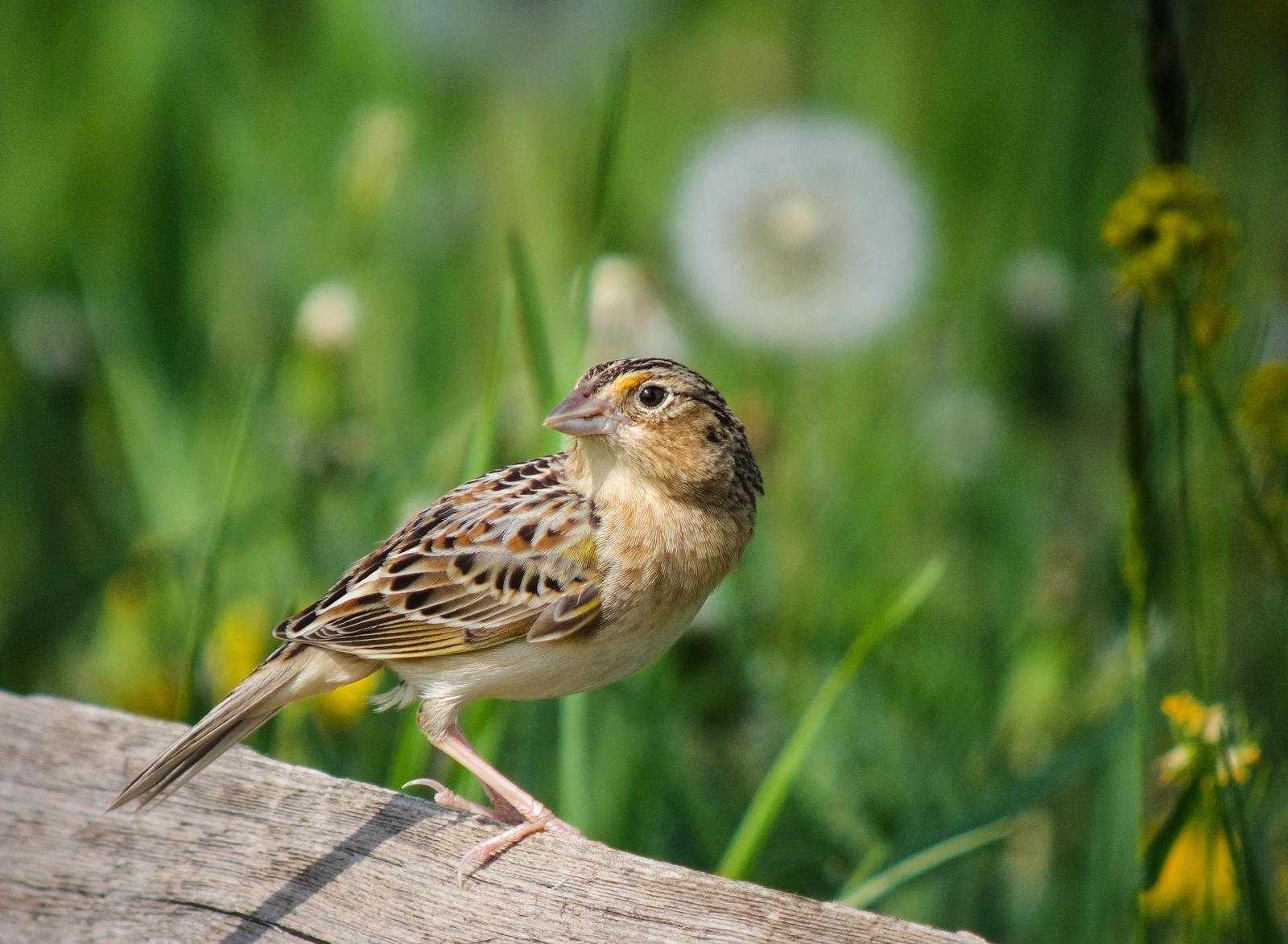 Grasshopper Sparrow (Eastern) Photo by Joseph Pescatore