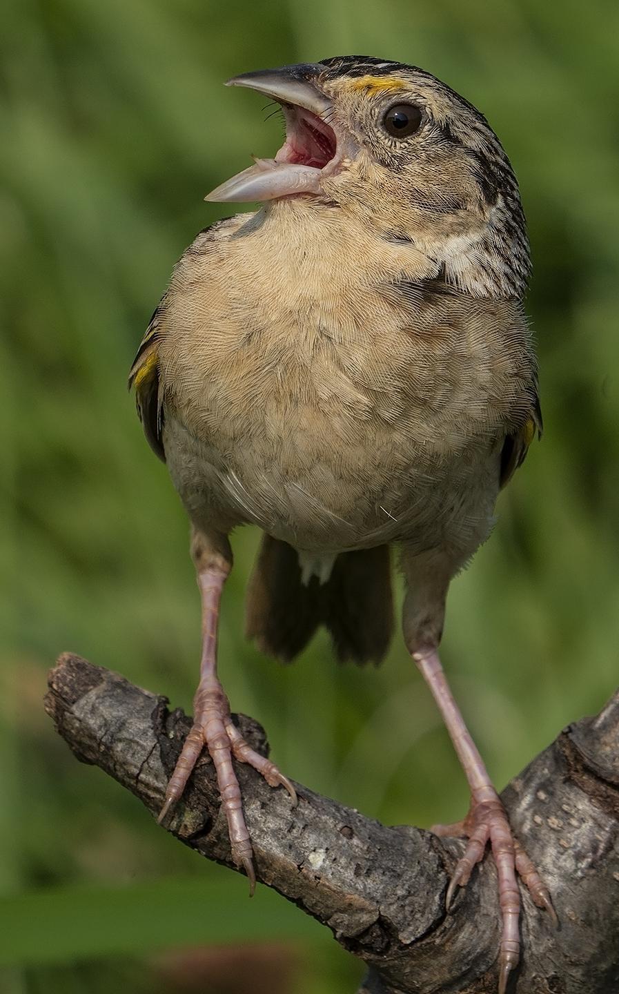 Grasshopper Sparrow (Eastern) Photo by Pete Myers