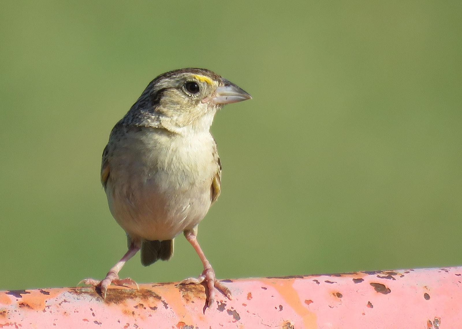 Grasshopper Sparrow (Eastern) Photo by Kelly Preheim