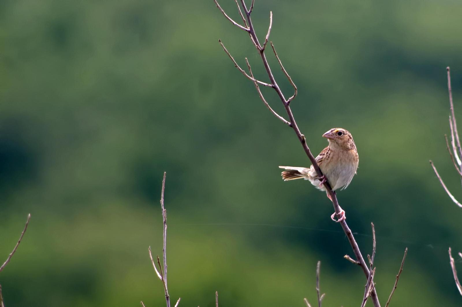Grasshopper Sparrow (Eastern) Photo by Rob Dickerson